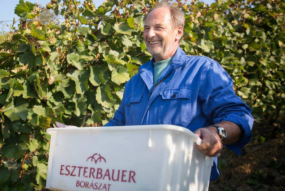 Csütörtökön debütál az új beaujolais!