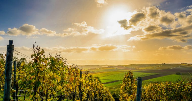 Pinot noir a világban és Magyarországon