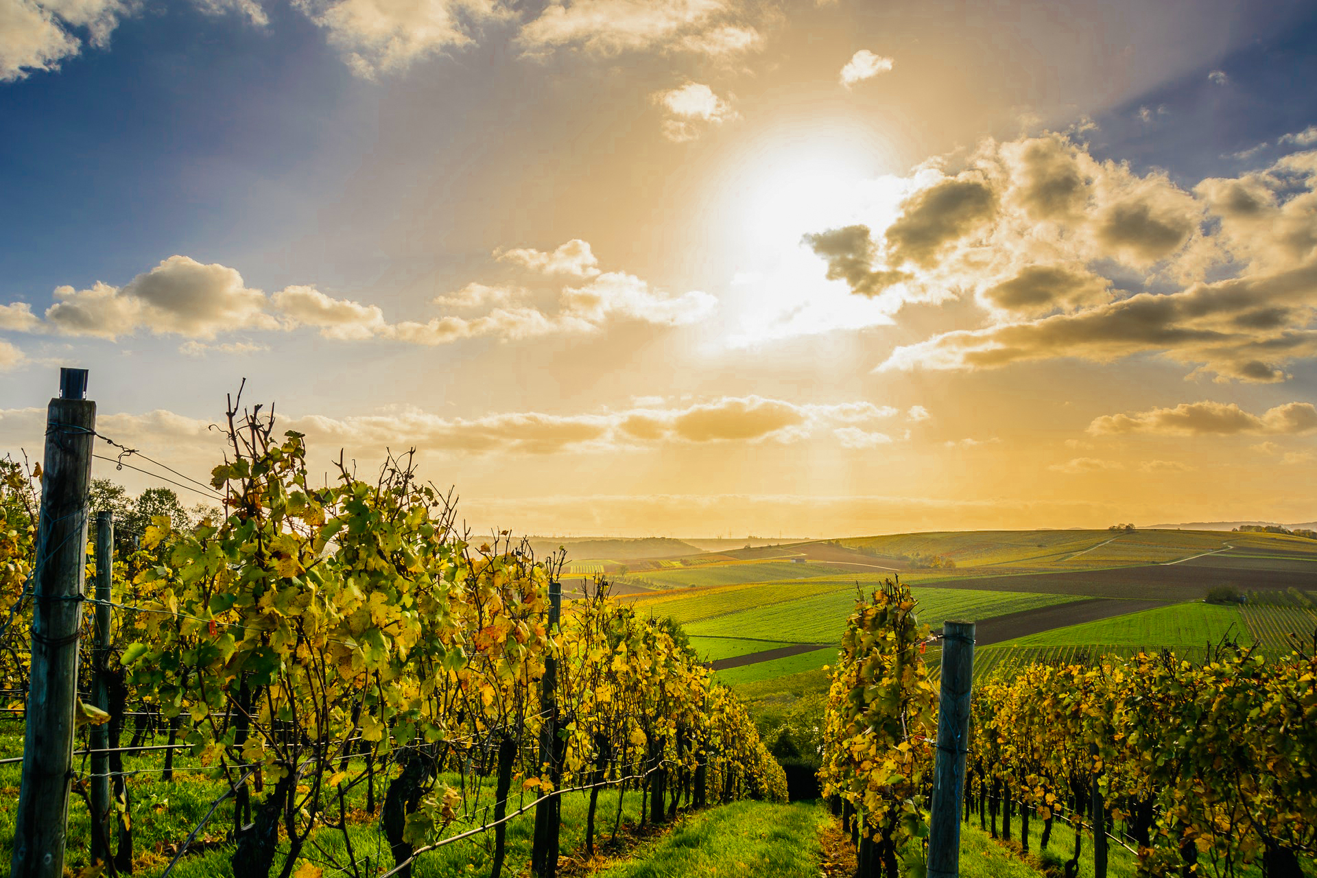 Pinot noir a világban és Magyarországon
