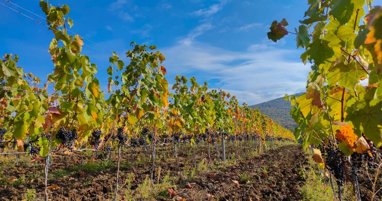 Hoop Wines: Bizakodóak vagyunk!