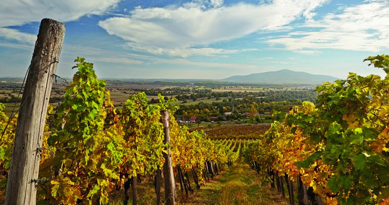 Tokaj-Hegyalja, a világ borvidékeinek ékessége